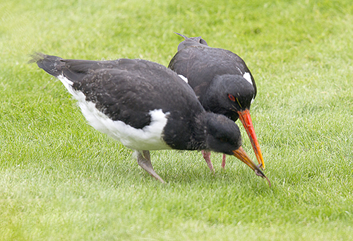 Oyster Catcher and chick